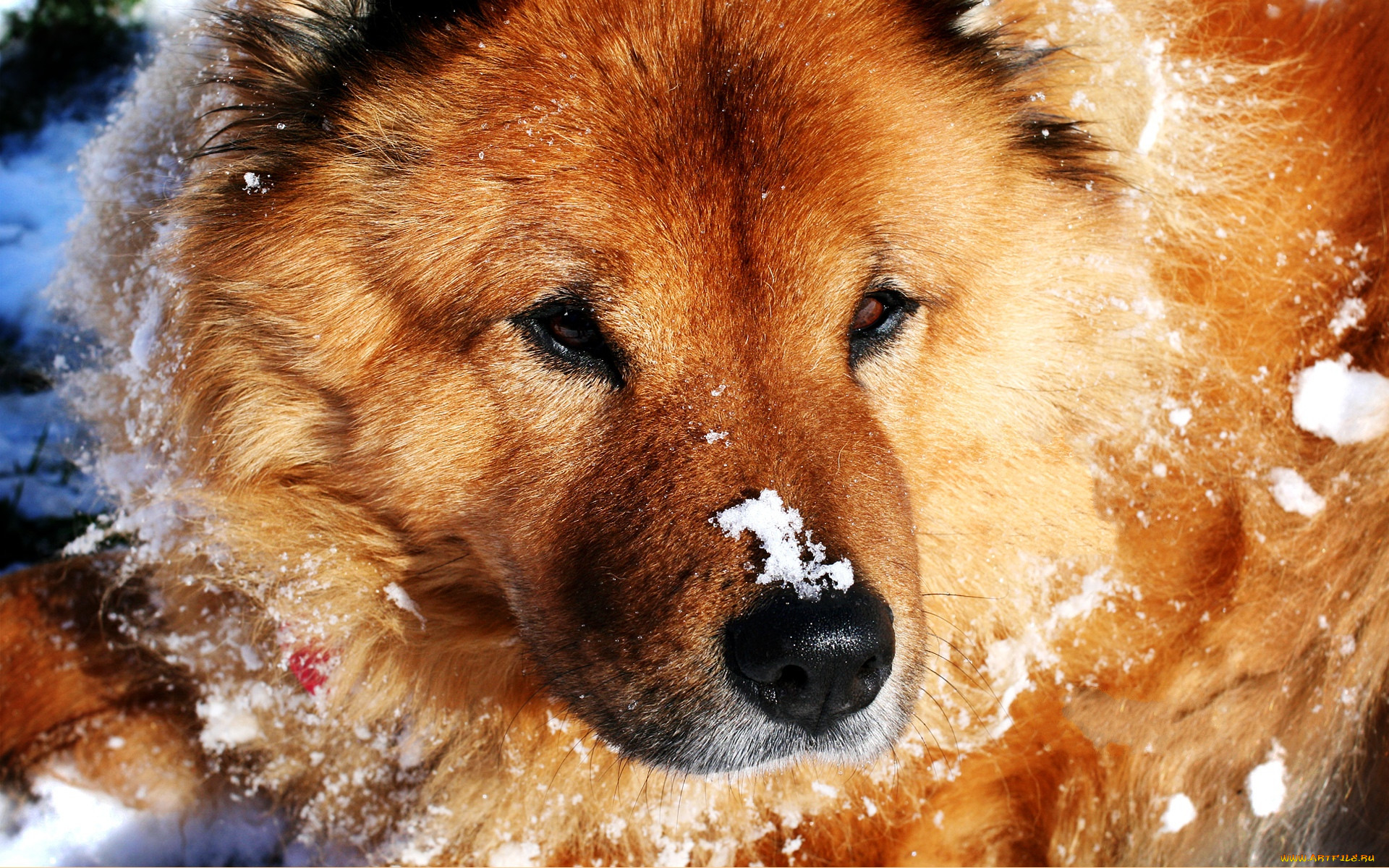 snow, dog, , , , , 